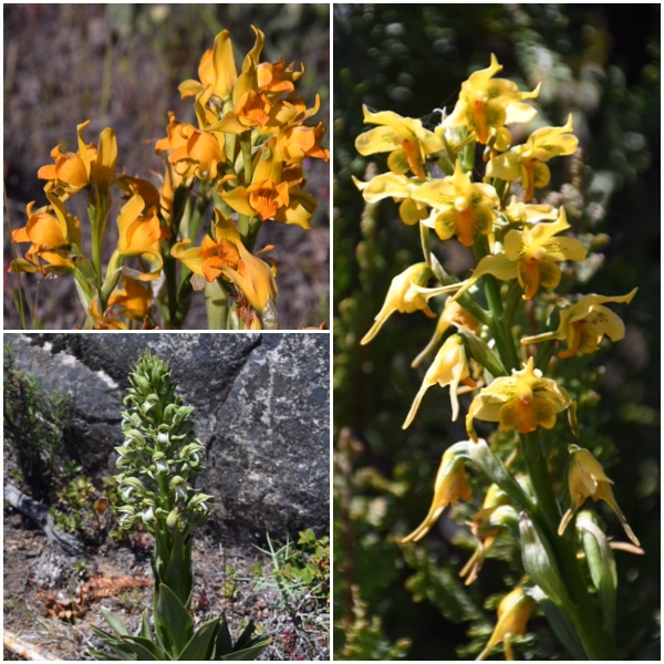 Patagonia wildflowers